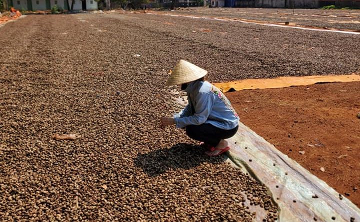 Hạt điều ở Bình Phước