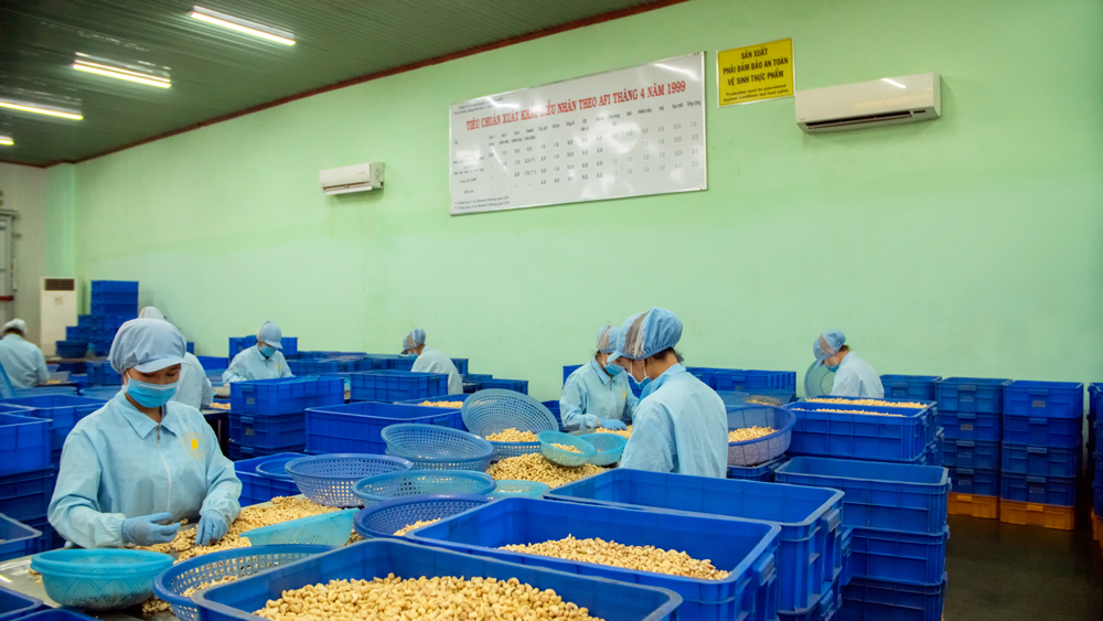 Nhà máy sản xuất hạt điều của KHouse